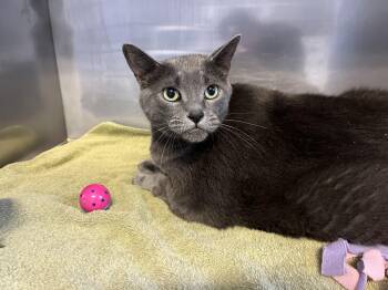 Rescue Domestic Short Hair Cats for Adoption in Port Perry, Ontario - Bear | PetCurious