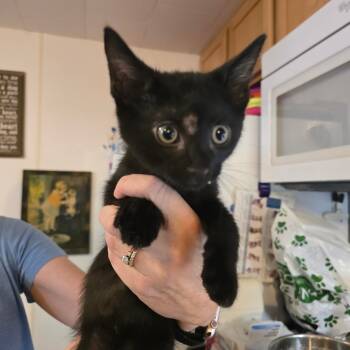Rescue Domestic Short Hair Cats for Adoption in Hanna City, Illinois - Drake | PetCurious
