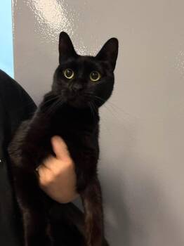 Nino -  Domestic Short Hair Cat for Adoption in Delson, Quebec - Nino | PetCurious