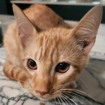 Marmelade -  American Shorthair Cat for Adoption in Jupiter, Florida - Marmelade | PetCurious
