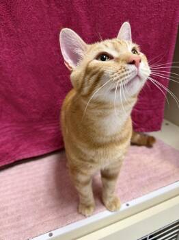 Domestic Short Hair Cats Available for Adoption - Chuck Norris | PetCurious