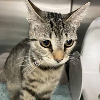 Sarabi -  Domestic Short Hair Cat for Adoption in Port Charlotte, Florida - Sarabi | PetCurious