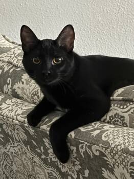 Lenny -  Domestic Short Hair Cat for Adoption in Houston, Texas - Lenny | PetCurious