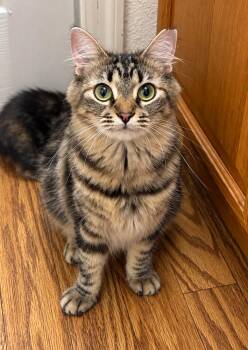 Gracie -  Domestic Long Hair Cat for Adoption in St. Augustine, Florida - Gracie | PetCurious