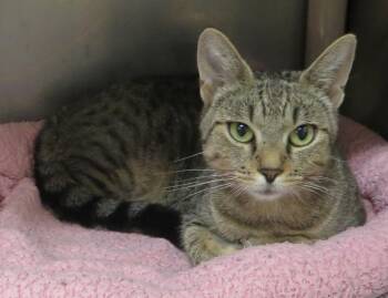 JENNY -  Tiger Cat for Adoption in Taunton, Massachusetts - JENNY | PetCurious
