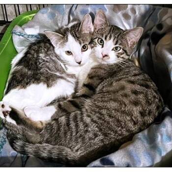 Rescue Tabby Cats for Adoption in Millcreek, Utah - Cedar And Acorn | PetCurious