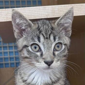 Domestic Short Hair Cats Available for Adoption in Fort Lauderdale, Florida - Ripple | PetCurious