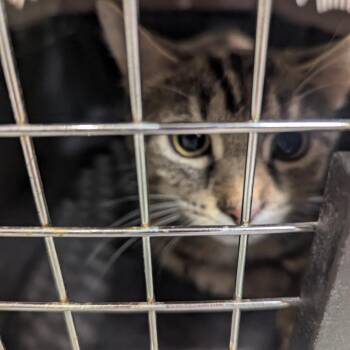 Rose -  Domestic Short Hair Cat for Adoption in Charlottesville, Virginia - Rose | PetCurious