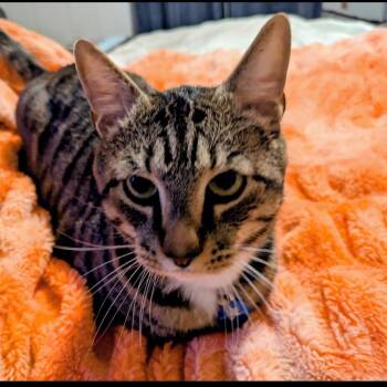 Max -  Domestic Short Hair Cat for Adoption in Fayetteville, Georgia - Max | PetCurious