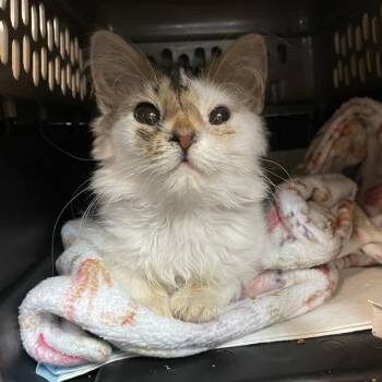 Cashew -  Domestic Short Hair Cat for Adoption in Salt Lake City, Utah - Cashew | PetCurious
