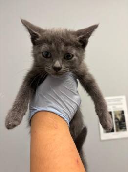 Stormy Weather -  Domestic Short Hair Cat for Adoption in Bloomington, Indiana - Stormy Weather | PetCurious