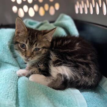 Domestic Short Hair Cats Available for Adoption in Winston-salem, North Carolina - Clover(black) | PetCurious