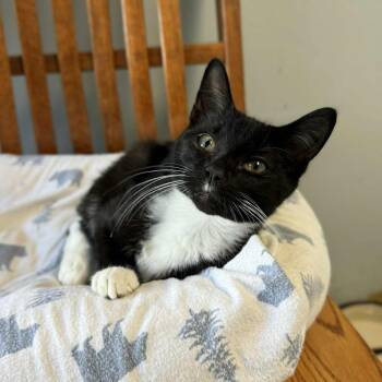 Rescue Domestic Short Hair and Tuxedo Cats for Adoption in Penn Yan, New York - Sorcerer | PetCurious