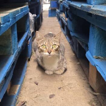 Rescue Domestic Short Hair Cats for Adoption in Reisterstown, Maryland - Crumb | PetCurious