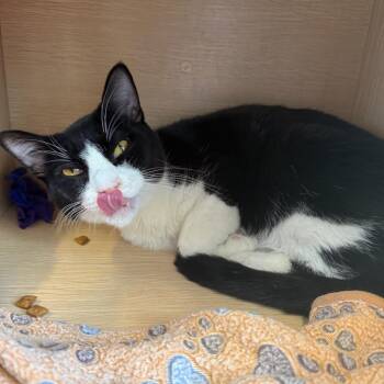 Salem -  Domestic Short Hair Cat for Adoption in Chicago, Illinois - Salem | PetCurious