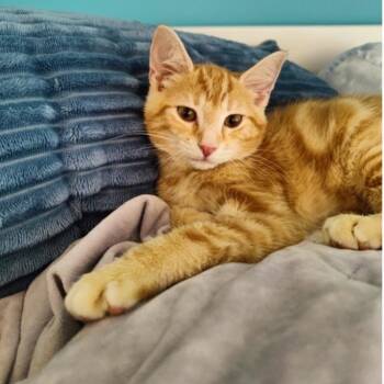 Biscoff -  Domestic Short Hair and Tabby Cat for Adoption in Washington, Pennsylvania - Biscoff | PetCurious