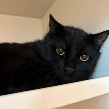 Domestic Short Hair Cats Available for Adoption - Mirror Man | PetCurious