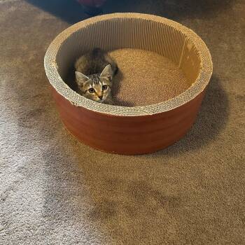 Katie -  Domestic Short Hair Cat for Adoption in Chattanooga, Tennessee - Katie | PetCurious