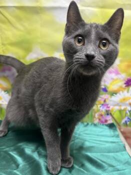 Domestic Short Hair Cats Available for Adoption in San Antonio, Texas - Ruby | PetCurious
