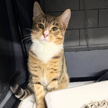 Domestic Short Hair Cats Available for Adoption - Kinyobi | PetCurious