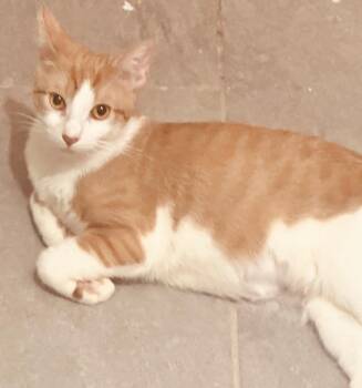 Dulce -  Domestic Short Hair Cat for Adoption in New York, New York - Dulce | PetCurious