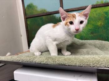 ANUEL -  Domestic Short Hair Cat for Adoption in Houston, Texas - ANUEL | PetCurious
