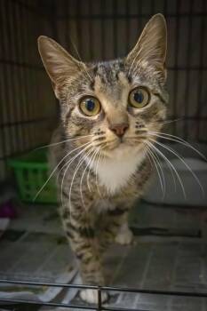Tabby Cats Available for Adoption - Flim Flam (f) (FCID# 01/12/2026 - 97 Trainer) | PetCurious