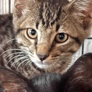 Hayden -  Domestic Short Hair Cat for Adoption in Titusville, Florida - Hayden | PetCurious