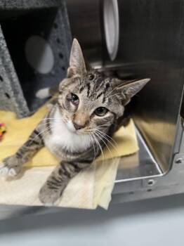 Tater Tot -  Domestic Short Hair Cat for Adoption in Umatilla, Florida - Tater Tot | PetCurious