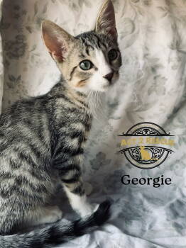 Rescue Domestic Short Hair Cats for Adoption in Riverside, California - Georgie | PetCurious