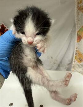 Domestic Short Hair Cats Available for Adoption - ALEX | PetCurious