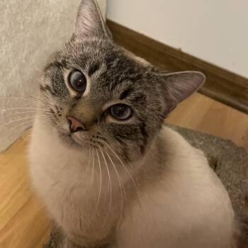 Domestic Short Hair Cats Available for Adoption - Felix | PetCurious