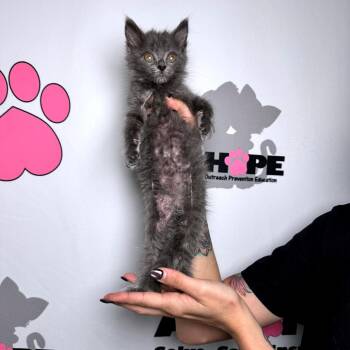 Soggy Bottom -  Domestic Medium Hair and Domestic Short Hair Cat for Adoption in Milton, Florida - Soggy Bottom | PetCurious