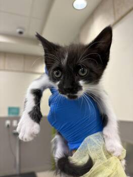 ADRIAN -  Domestic Short Hair Cat for Adoption in Las Vegas, Nevada - ADRIAN | PetCurious