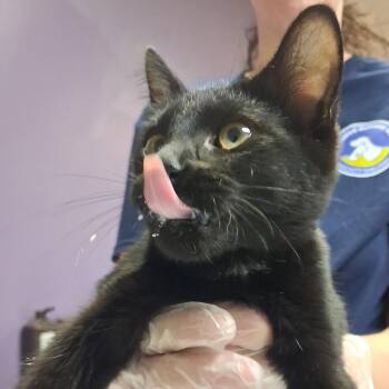 Cardi -  Domestic Short Hair Cat for Adoption in Newark, New Jersey - Cardi | PetCurious