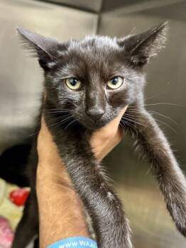 Jim -  Domestic Short Hair Cat for Adoption in Wichita, Kansas - Jim | PetCurious