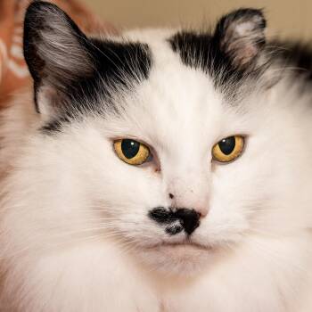 Princess Peach -  Domestic Long Hair Cat for Adoption in Victor, New York - Princess Peach | PetCurious