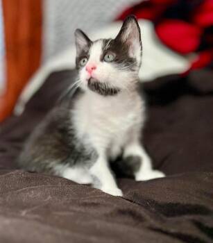 Domestic Short Hair Cats Available for Adoption in Sebastian, Florida - Mila | PetCurious