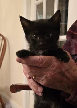 Olive P. -  Domestic Short Hair Cat for Adoption in Lemoyne, Pennsylvania - Olive P. | PetCurious