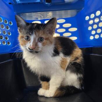 Domestic Short Hair Cats Available for Adoption in Watertown, New York - Yasmin | PetCurious