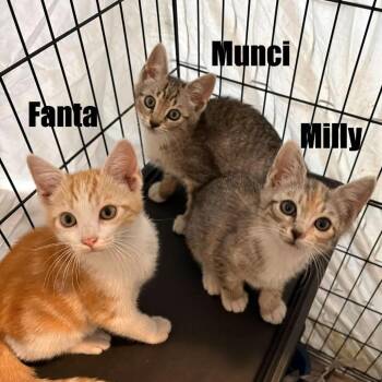 Fanta -  Domestic Short Hair Cat for Adoption in Washington, District Of Columbia - Fanta | PetCurious