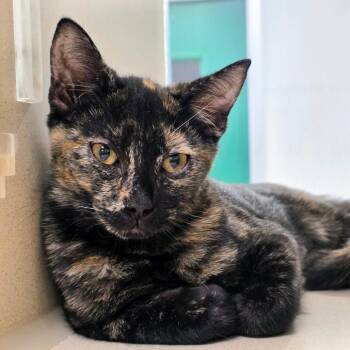 Tillamook -  Domestic Short Hair Cat for Adoption in Reno, Nevada - Tillamook | PetCurious