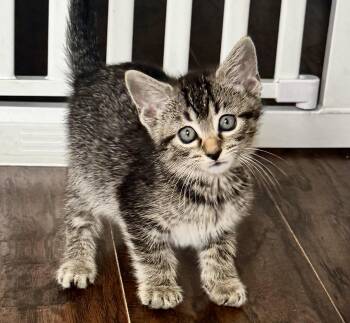 Panama -  Domestic Short Hair Cat for Adoption in Rossville, Tennessee - Panama | PetCurious