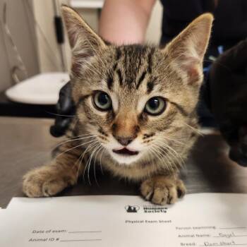 Bagel -  Domestic Short Hair Cat for Adoption in Reno, Nevada - Bagel | PetCurious