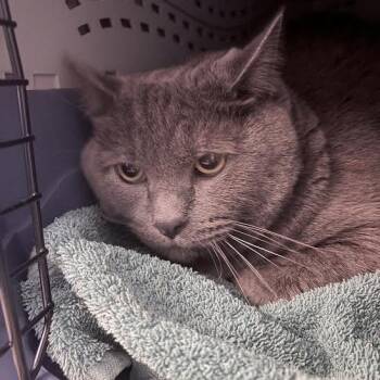 Peridot -  Domestic Short Hair Cat for Adoption in Fairport, New York - Peridot | PetCurious