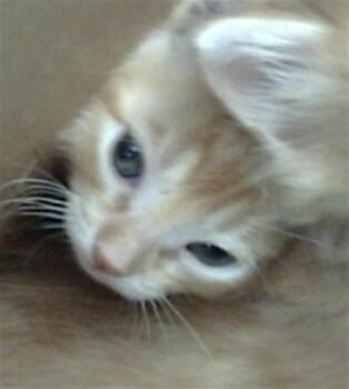 Domestic Short Hair Cats Available for Adoption in Dallas, Texas - SOKKA | PetCurious