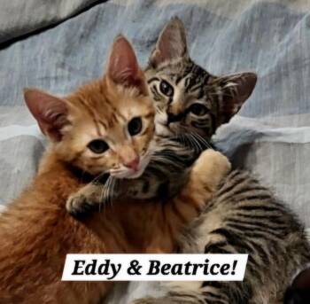 Beatrice -  Domestic Short Hair Cat for Adoption in San Antonio, Texas - Beatrice | PetCurious