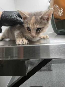 Celeste -  Domestic Short Hair Cat for Adoption in Sevierville, Tennessee - Celeste | PetCurious