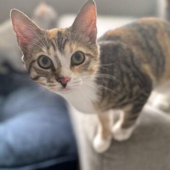 Domestic Short Hair Cats Available for Adoption - Poppy | PetCurious