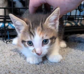 Domestic Short Hair Cats Available for Adoption in Seven Valleys, Pennsylvania - Mewlan | PetCurious